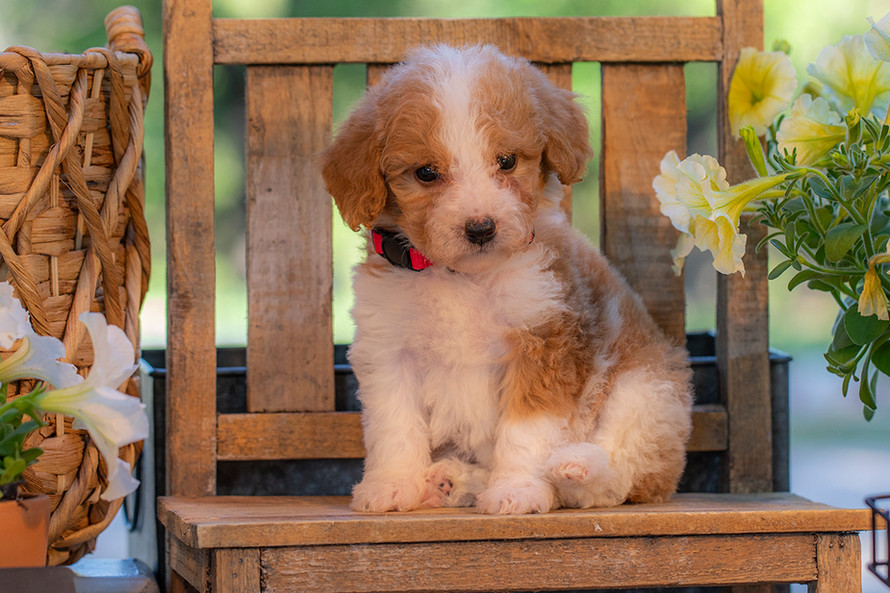 Non-shedding red and white Goldendoodle puppy perfect for families and children