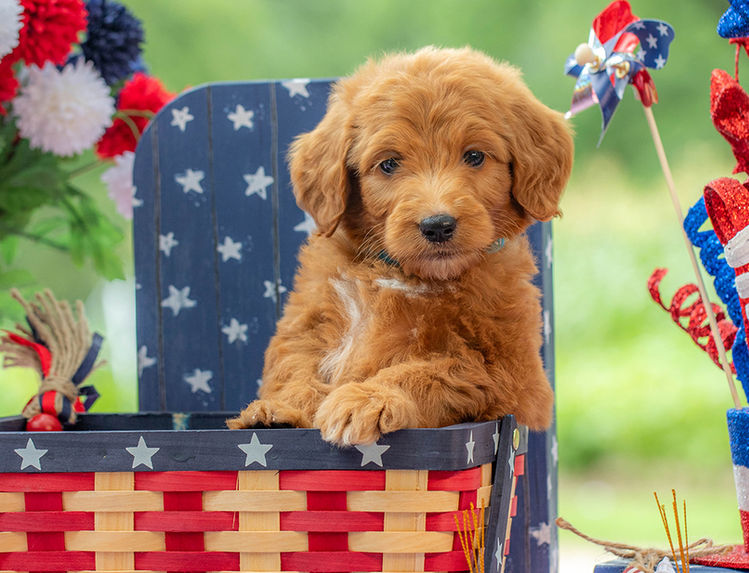 Premium Goldendoodle puppy for sale in Texas with curly non-shedding coat and teddy bear face.
