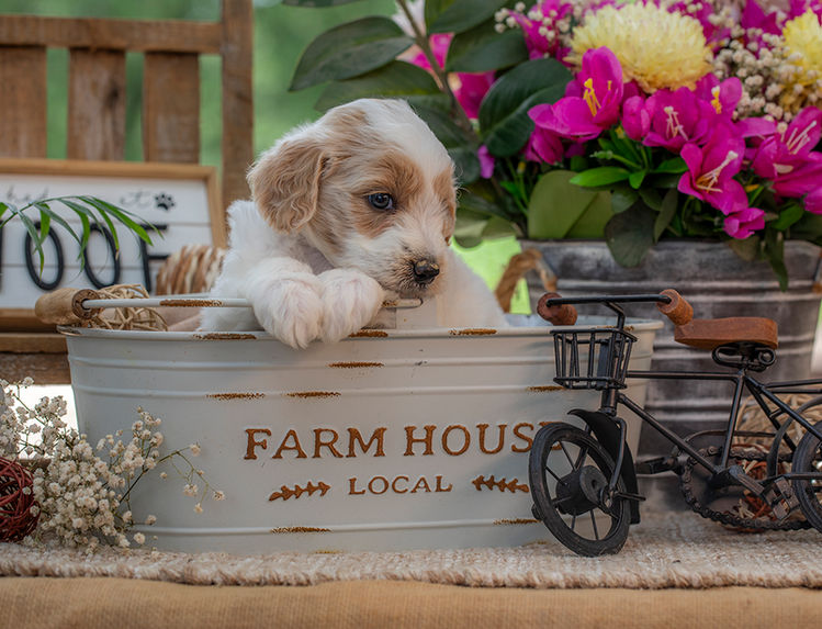 Family companion Goldendoodle puppy with soft curls near Austin and Round Rock, Texas