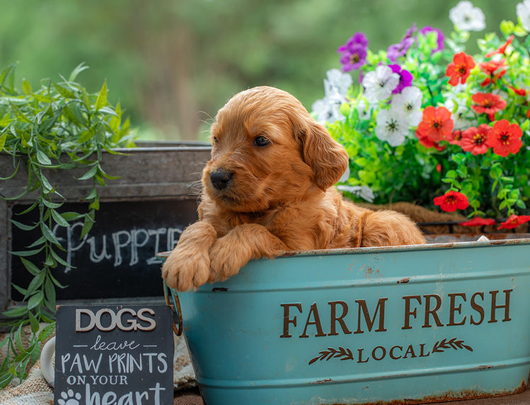Goldendoodle Puppy For Sale