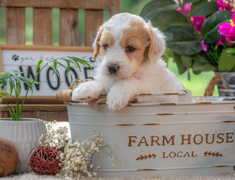 Premium Goldendoodle puppy serving Amarillo and Lubbock, Texas families