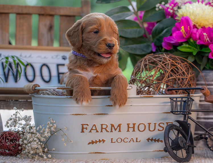 Smart Goldendoodle puppy with fluffy curls and friendly personality