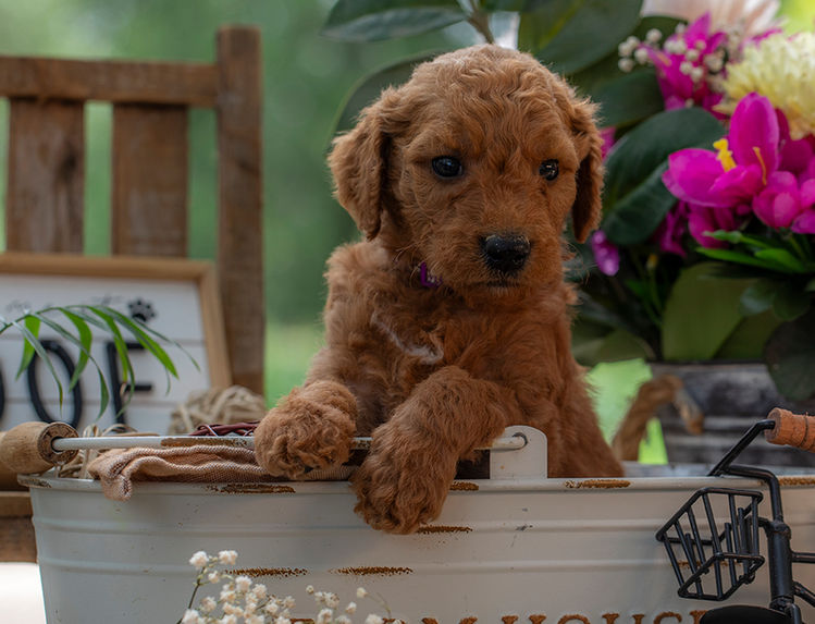 Adorable teddy bear Goldendoodle puppy great with kids and families