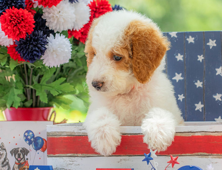Family-raised Standard Goldendoodle puppy near Waco Texas available for adoption.
