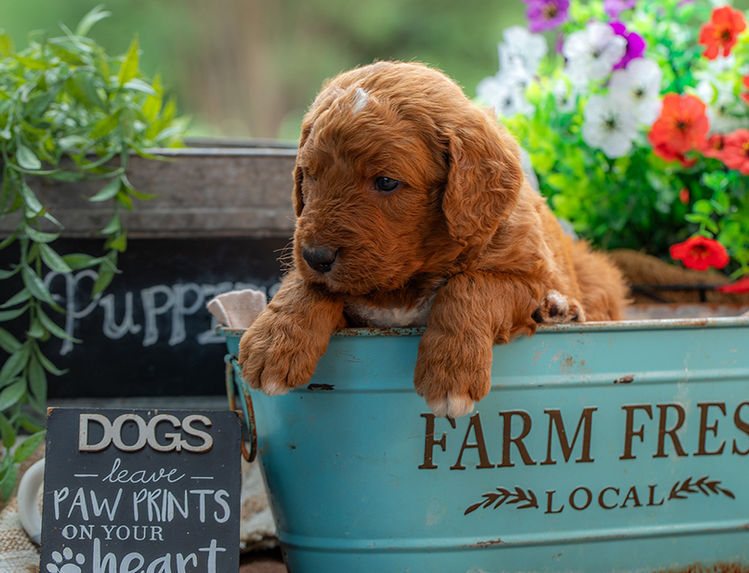 Standard Goldendoodle puppy with fluffy curls and playful personality