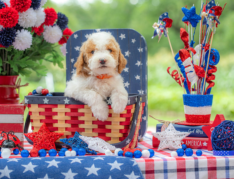 Mini F1B Goldendoodle puppy for sale near Austin Texas with affectionate personality.