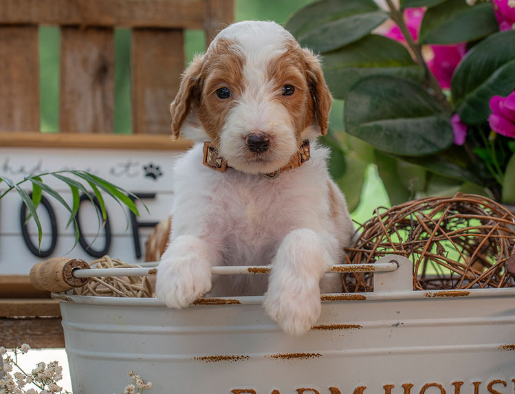 Family companion Goldendoodle puppies available across Dallas, Austin, Houston, San Antonio, and beyond Texas