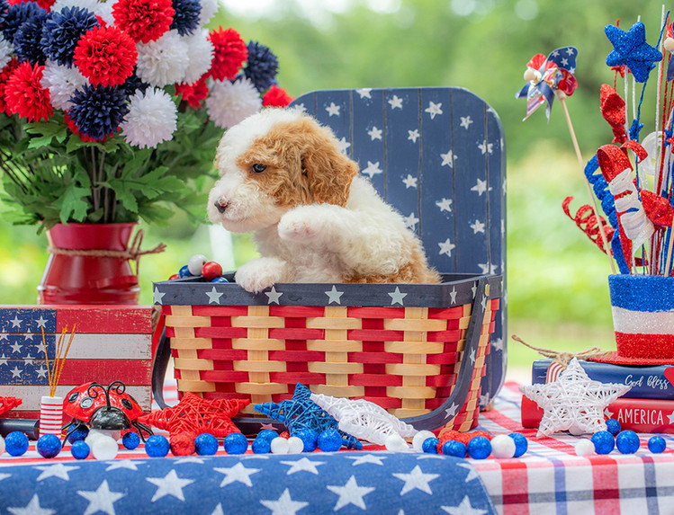 Beautiful mini Goldendoodle puppy for sale in Texas with low-shedding curly coat.
