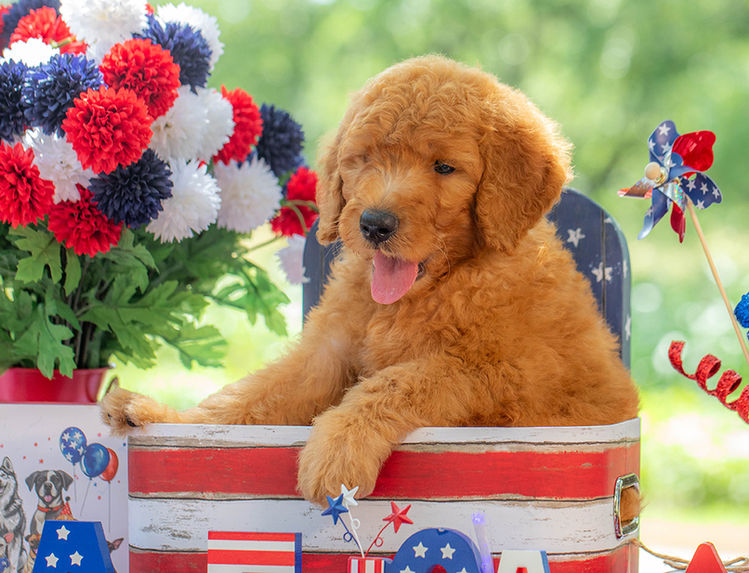 Premium Goldendoodle puppy from Texas breeder known for teddy bear faces and curly coats.