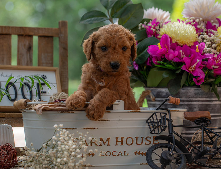 Curly coated Goldendoodle puppy with sweet personality and friendly temperament