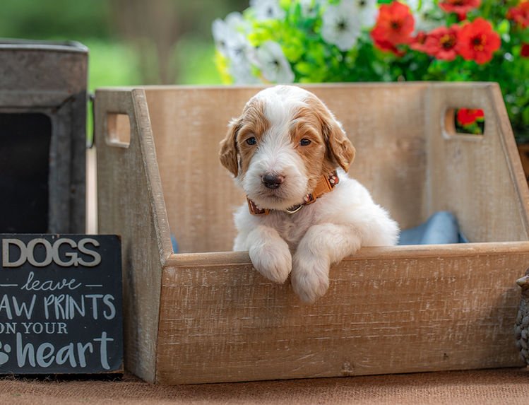 Family-raised Goldendoodle puppy with soft fluffy curls
