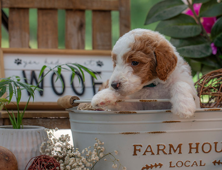 Premium Goldendoodle puppy available near Sherman and Denison, Texas