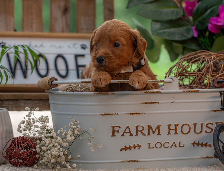 Curly red and white Goldendoodle puppy raised with children in Waco TX