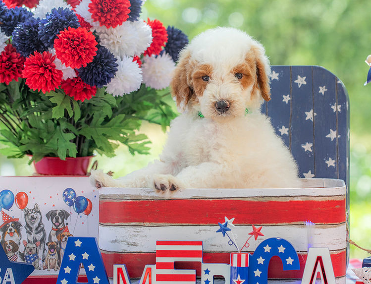 Premium Texas Goldendoodle puppy with red coat and teddy bear appearance.