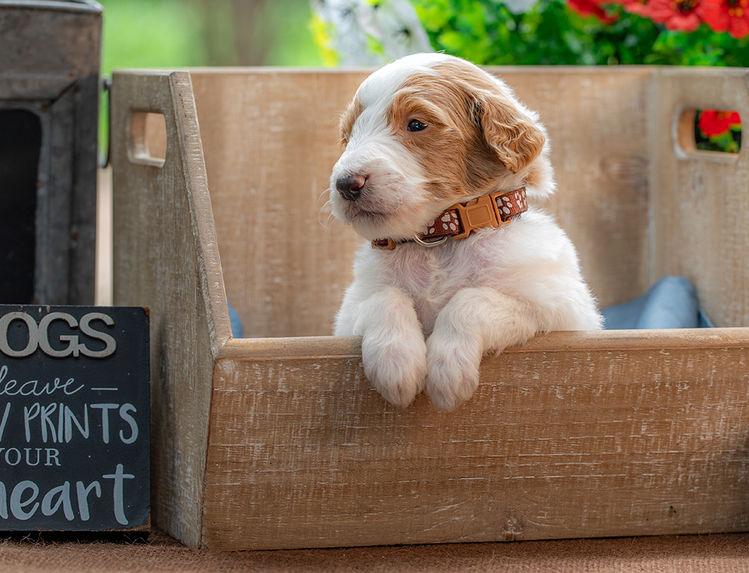 Standard-sized F1-B Goldendoodle puppy with expressive eyes