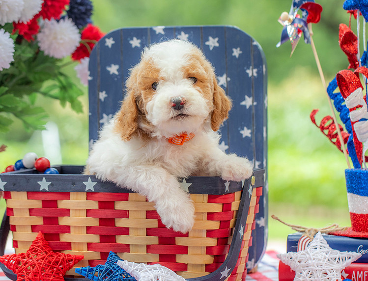 Premium mini Goldendoodle puppy raised with daily socialization and family interaction.