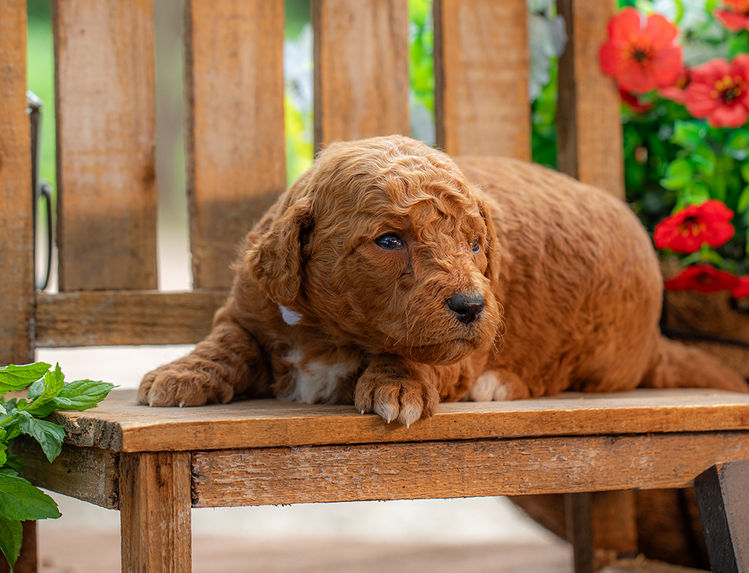 Curly medium Goldendoodle puppy with low-shedding coat