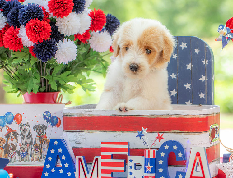 Large Standard Goldendoodle puppy with curly non-shedding coat.