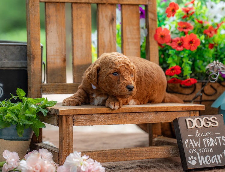 Medium Goldendoodle puppy with red and white curly coat