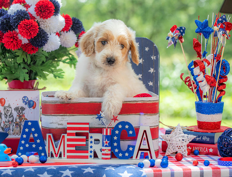 Beautiful red Goldendoodle puppy for sale in Texas with teddy bear face.