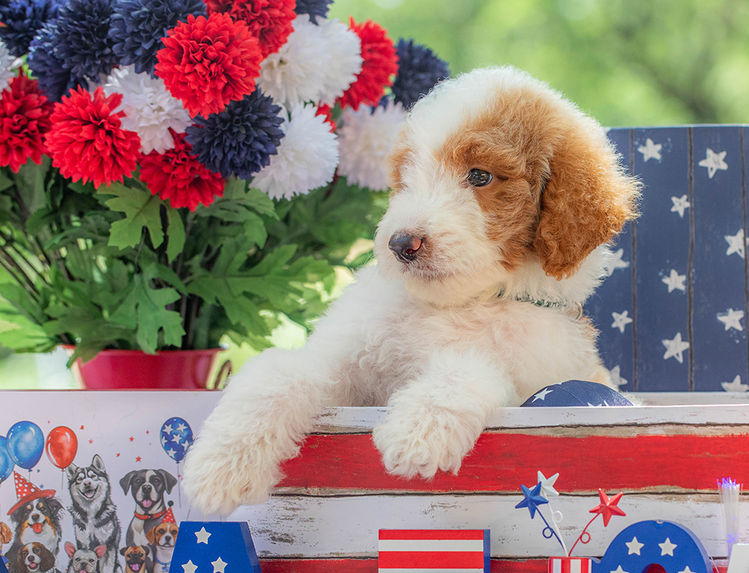 Premium red Goldendoodle puppy serving families throughout Texas.