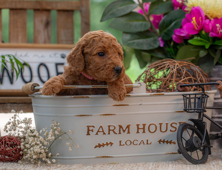 Goldendoodle puppy with a soft curly coat and excellent family temperament