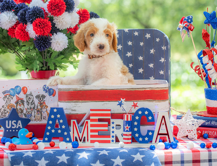 Curly-coated F1B Goldendoodle puppy available near Austin Texas.