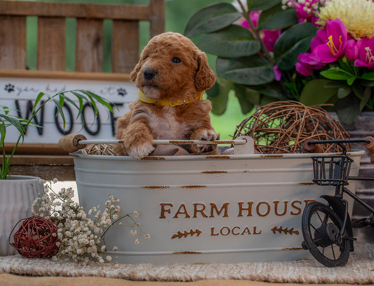 Friendly Goldendoodle puppy with white blaze and curly coat near Dallas TX