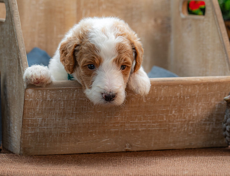 Premium standard Goldendoodle puppy with affectionate personality