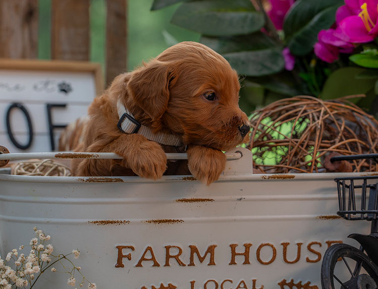 Premium Goldendoodle puppy with teddy bear face and loving temperament near Austin Texas