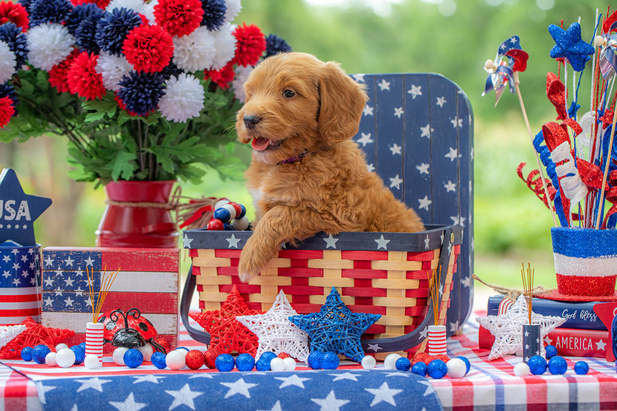 Premium Goldendoodle puppy raised with children in Central Texas, perfect family dog.