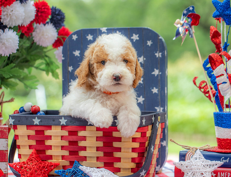 Small Goldendoodle puppy for sale in Texas with teddy bear face and soft curls.