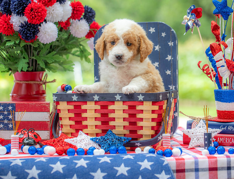 Family-raised Goldendoodle puppy with red and white markings available in Texas.