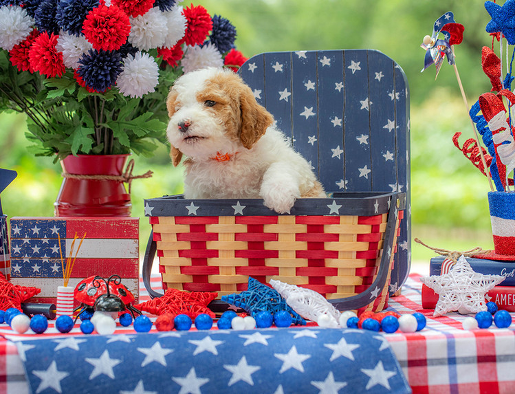 Hypoallergenic mini Goldendoodle puppy raised with children on Texas family farm.