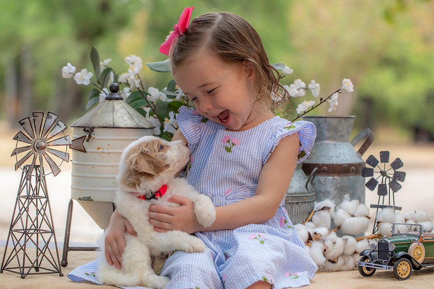 Premium red and white Goldendoodle puppy with a curly non-shedding coat and teddy bear face