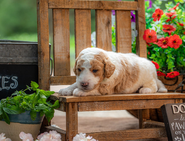Family-raised medium Goldendoodle puppy near Waco Texas