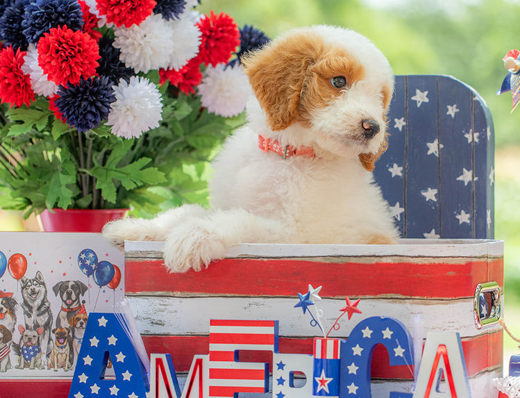Premium F1B Goldendoodle puppy available near Dallas Fort Worth Texas.