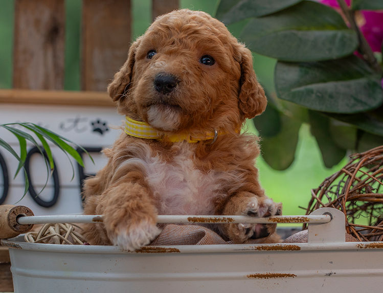 Smart and affectionate Goldendoodle puppy with red and white curls in Austin Texas