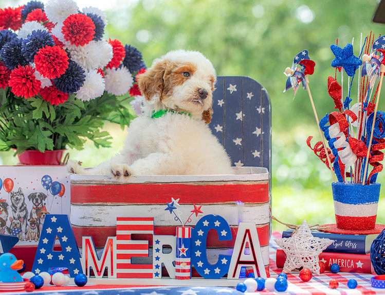 Standard Goldendoodle puppy with friendly family-oriented temperament.