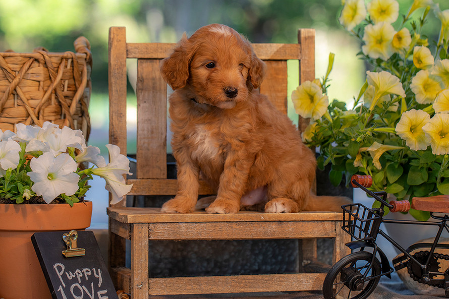 Premium Goldendoodle puppy with curly non-shedding coat and playful personality