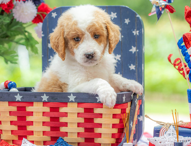 Premium family companion Goldendoodle puppy near San Antonio Texas with soft curly fur.