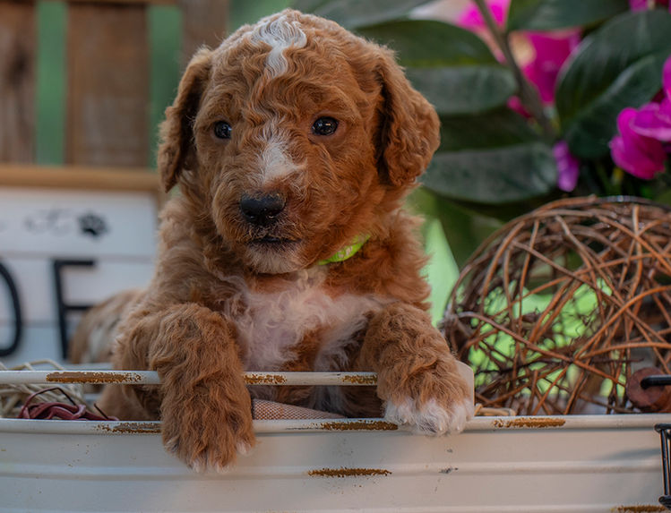 Family companion Goldendoodle puppy with fluffy curls serving Austin and surrounding areas