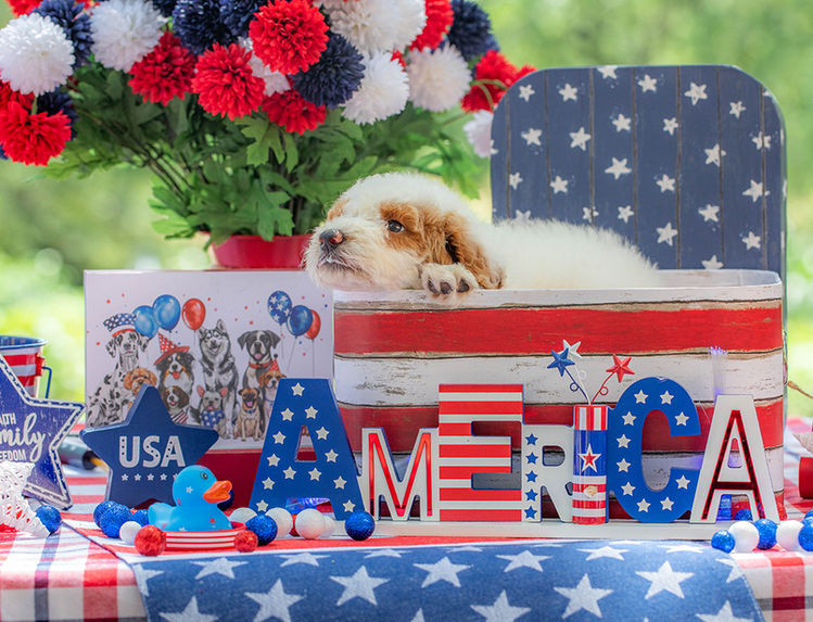 Standard F1B Goldendoodle puppy with beautiful red coloring.