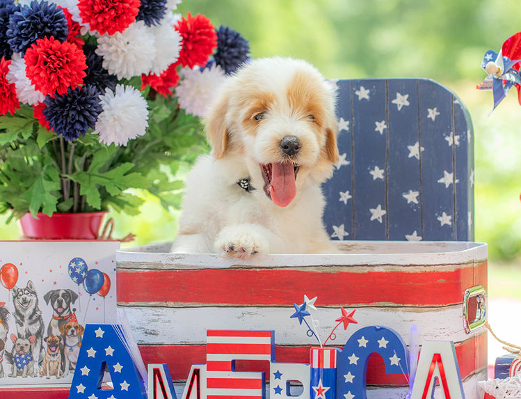 Family-raised Goldendoodle puppy near Waco Texas with teddy bear face.
