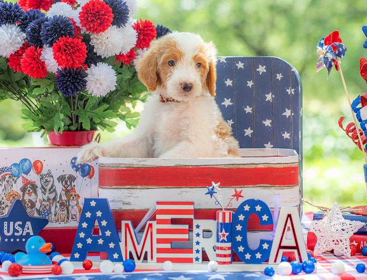 Large Goldendoodle puppy available in Texas with curly non-shedding coat.