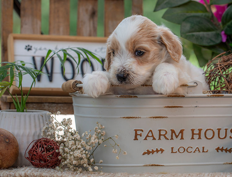 Premium Goldendoodle puppy with a sweet temperament serving El Paso, Texas families