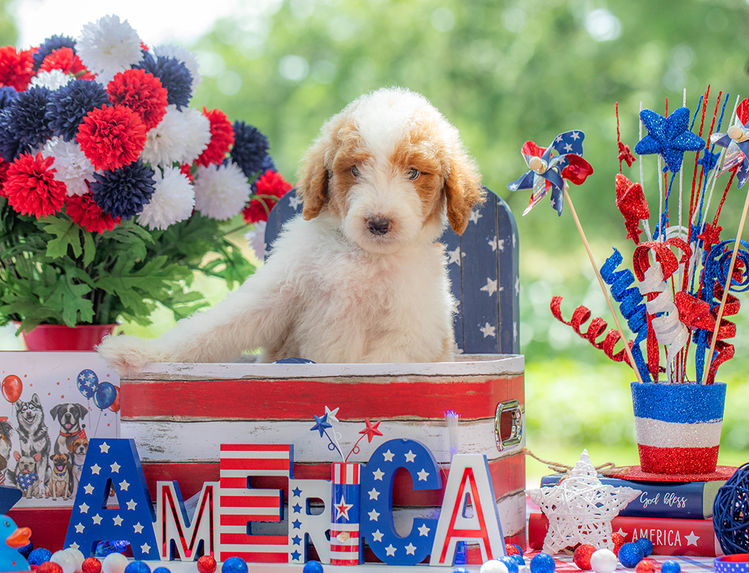 Texas Goldendoodle puppy bred for companionship and family life.