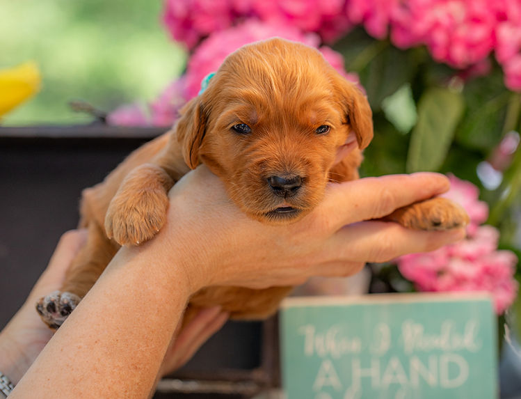 Goldendoodle puppy with low-shedding curly coat in Texas