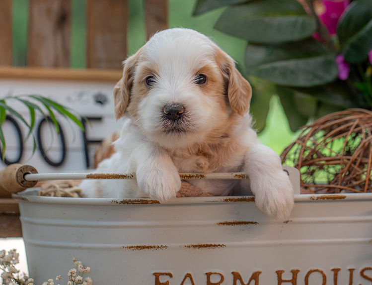 Smart and trainable Goldendoodle puppy for sale near Waco Texas