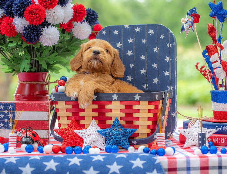 Mini Goldendoodle puppy for sale near Houston Texas.